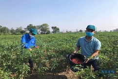 Đoàn xã Định Hưng giúp hộ dân vùng phong tỏa thu hoạch ớt