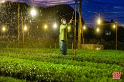 Làng hoa lớn nhất xứ Thanh chong đèn “nuôi” hoa Tết