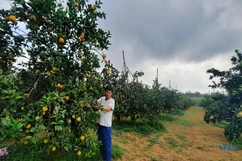 Ấn tượng với đồi cam, bưởi “khủng” ở huyện miền núi Bá Thước