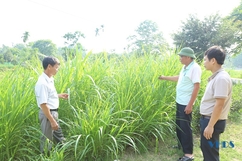 Chuyển đổi sang trồng cây thức ăn chăn nuôi ở huyện Như Thanh