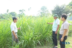 Chuyển đổi sang trồng cây thức ăn chăn nuôi ở huyện Như Thanh