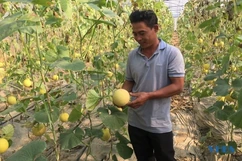 Ngọt thơm dưa vàng Viên Hương