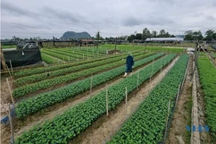 Đẩy mạnh phong trào nông dân sản xuất, kinh doanh giỏi