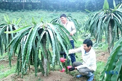 Xây dựng thương hiệu OCOP cho sản phẩm thanh long ruột đỏ Xuân Du