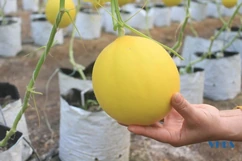 Dưa vàng Vạn Hà khẳng định chất lượng sản phẩm OCOP