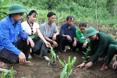 Thanh Hóa trồng rừng đạt 10.206 ha