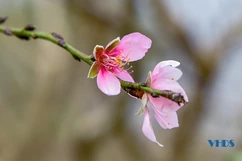 Đào Xuân Du “thay áo” chuẩn bị đón Tết
