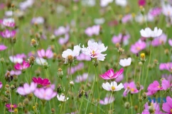 Say ngắm cánh đồng hoa nở rộ bên sông Tào