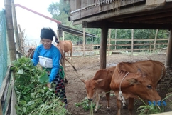 Phụ nữ huyện Lang Chánh tích cực tham gia xây dựng nông thôn mới