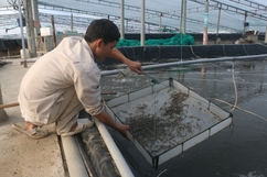 Phát triển nuôi trồng thủy sản ở xã Hoằng Hà