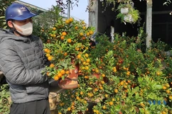 Quất bon sai bắt đầu xuống phố