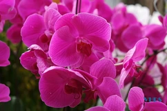 Hoa phong lan, thú chơi tao nhã dịp tết