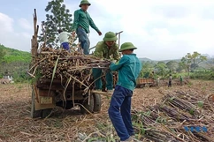 Nông dân Thạch Thành thu hoạch mía nguyên liệu
