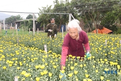 Nhà vườn tất bật cung ứng hoa cho thị trường tết