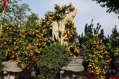 Độc đáo quất bonsai