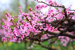 Chùm thơ xuân của Nguyễn Hồng Vinh