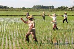 Trên những cánh đồng mùa xuân