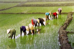 Nhớ bữa cơm mùa cấy