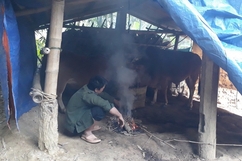 Huyện Quan Sơn tăng cường phòng, chống đói rét cho đàn vật nuôi