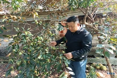 Vườn mẫu ở Quảng Yên góp phần xây dựng “miền quê đáng sống”