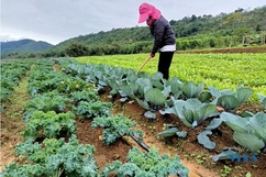 Phát triển nông nghiệp hữu cơ kết hợp du lịch trải nghiệm tại xã vùng cao huyện Lang Chánh