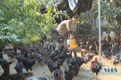 Tái đàn chăn nuôi sau tết: Chú trọng an toàn phòng chống dịch