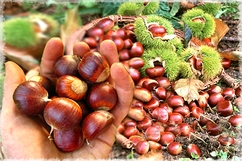 Thương nhớ dẻ gai