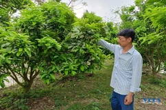 Tuổi trẻ Thiệu Toán góp sức xây dựng quê hương đổi mới