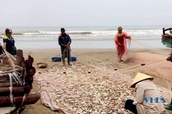Ngư dân Quảng Xương thu tiền triệu mỗi ngày từ khai thác cá trích