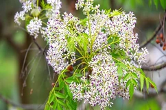 Đâu phải tại hoa xoan