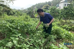 Phát triển chăn nuôi dựa vào rừng