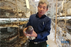 Cựu chiến binh Nguyễn Thế Hường làm giàu nhờ mô hình nuôi chim bồ câu Pháp