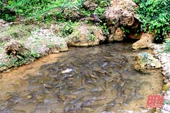 Độc đáo Suối cá ở bản Hang, xã Phú Lệ