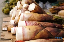 Chuyện hái “lộc” rừng