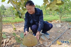 Hợp tác xã Chung Thủy phát triển mô hình nông nghiệp công nghệ cao