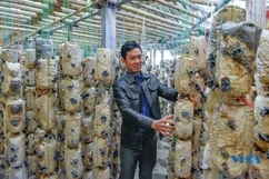 Chủ tịch Hội Nông dân xã làm giàu từ nghề trồng nấm