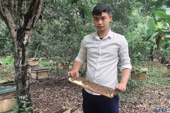 Chàng thanh niên miền núi làm giàu từ nuôi ong lấy mật