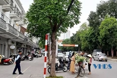 Hoa loa kèn xuống phố