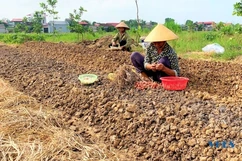 Giá phân bón tăng cao, nông dân thích ứng linh hoạt trong sản xuất