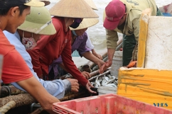 Thăm bến cá ven biển Hải Tiến ngày cuối tuần