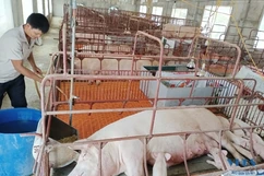 Ngọc Phụng phát triển chăn nuôi theo hướng hàng hóa