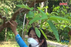 Độc đáo cây ổi biết “cười” ở Lam Kinh