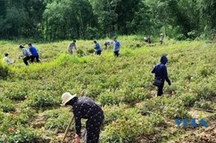 Cây sâm báo ở xã Nam Tiến mang lại thu nhập cao cho người dân