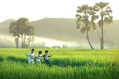 Hương lúa non