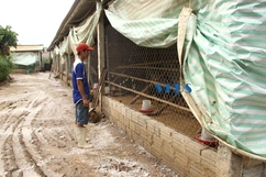 Mưa lớn làm chết hơn 2.100 con gà ở xã Trường Xuân