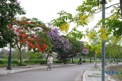 Kiêu sa hoa muồng hoàng yến