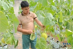 Hiệu quả mô hình trồng dưa vàng của anh Lê Văn Thanh