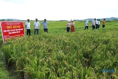 Phát triển mô hình sản xuất lúa kết hợp nuôi rươi theo hướng hữu cơ