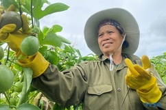 Nông dân huyện Như Xuân háo hức thu hoạch vụ chanh dây đầu tiên