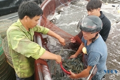 Nông dân huyện Nga Sơn đẩy mạnh nuôi trồng thủy sản ứng dụng công nghệ cao